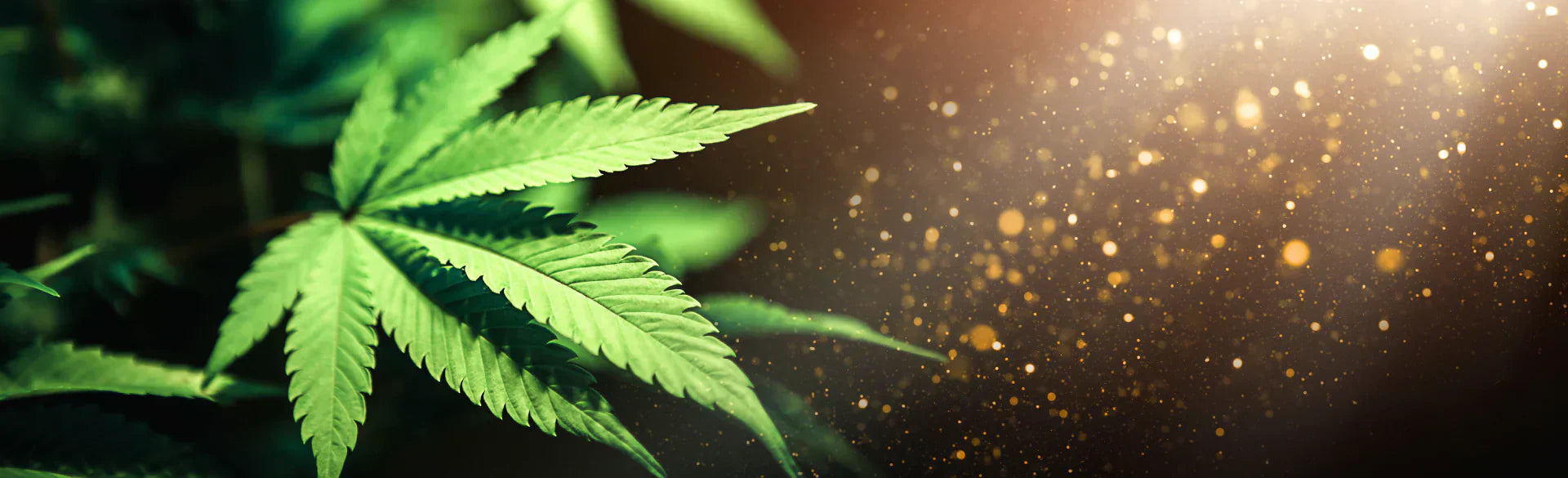 Are Hemp-Derived THC Products Legal in 2026? Latest Updates