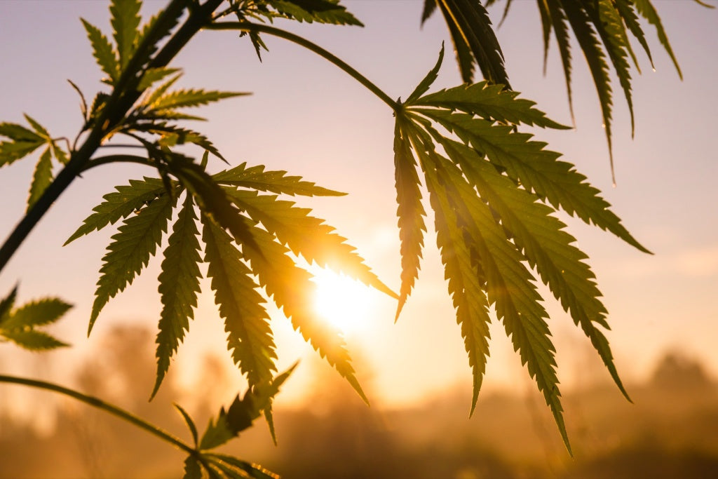 Product Spotlight: Best CBD and Hemp Best Sellers in 2026
