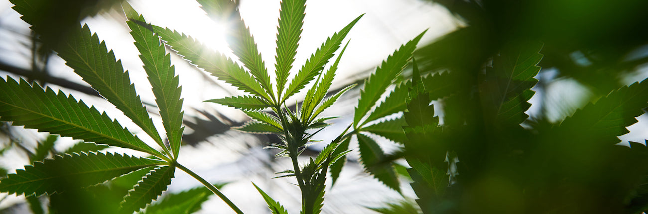 THC vs CBD vs Delta-8 vs Delta-10 vs HHC: What’s the Difference?