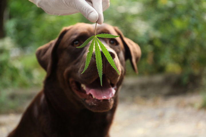 CBD FOR PETS